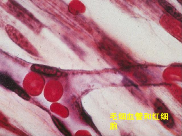 初一下册生物《4.4.2血流的管道-血管》(生物)第9页