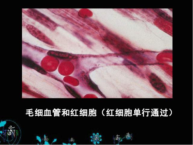 初一下册生物生物《4.4.2血流的管道-血管》（）第9页