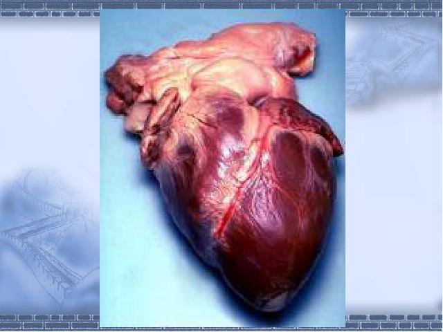 初一下册生物《4.4.3输送血液的泵-心脏》生物第3页