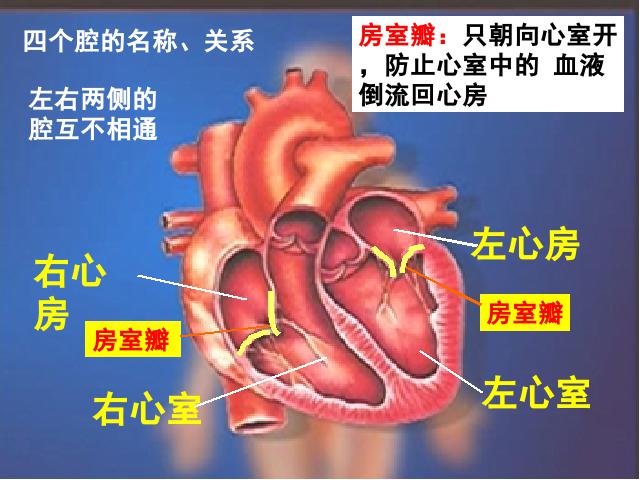 初一下册生物《4.4.3输送血液的泵-心脏》生物第4页
