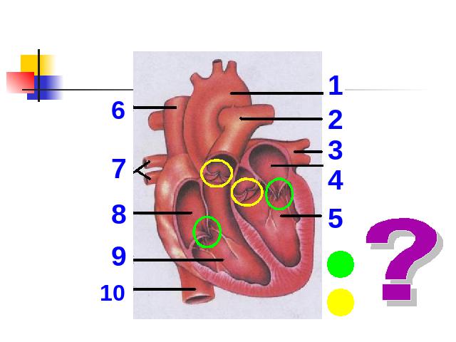 初一下册生物《4.4.3输送血液的泵-心脏》生物第8页
