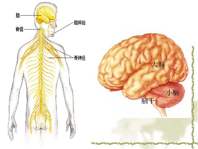 初一下册生物《4.6.2神经系统的组成》生物第10页
