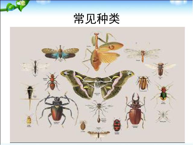 初二上册生物生物5.1.3软体动物和节肢动物ppt原创课件（）第9页