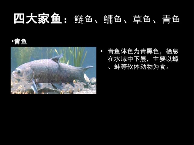初二上册生物5.1.4鱼PPT教学自制课件(生物)第10页