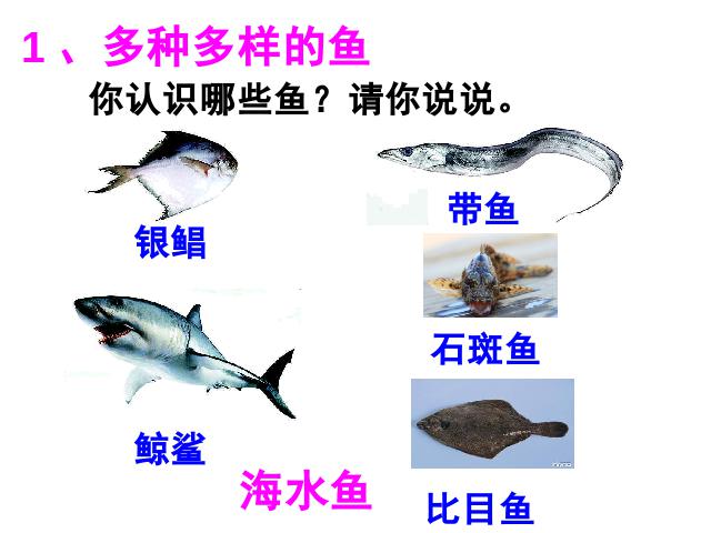 初二上册生物5.1.4鱼PPT教学自制课件(生物)第4页
