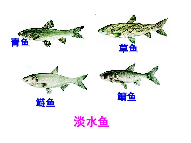 初二上册生物5.1.4鱼PPT教学自制课件(生物)第6页