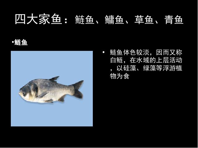 初二上册生物5.1.4鱼PPT教学自制课件(生物)第7页
