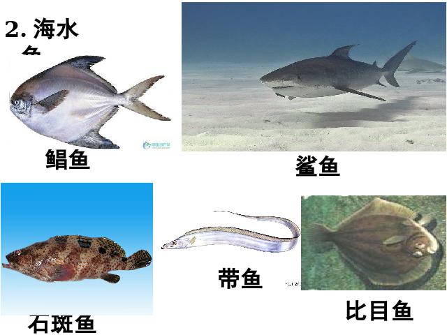 初二上册生物生物5.1.4鱼优质课第10页
