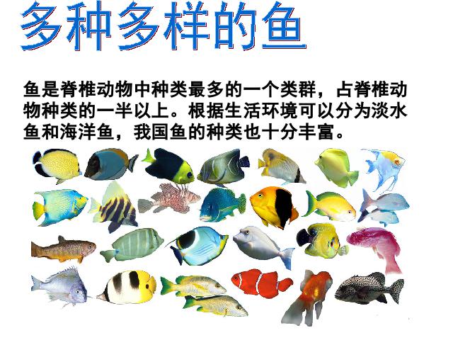 初二上册生物生物5.1.4鱼优质课第5页