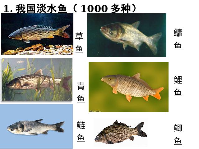 初二上册生物生物5.1.4鱼优质课第6页