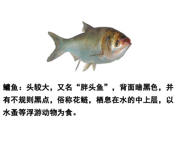 初二上册生物生物5.1.4鱼优质课第8页