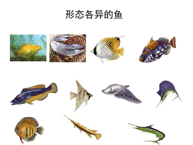 初二上册生物生物5.1.4鱼优秀获奖第2页