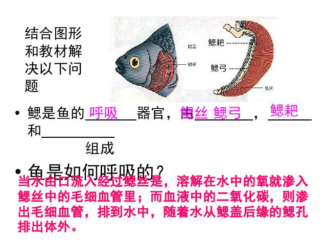 初二上册生物生物5.1.4鱼优秀获奖第7页
