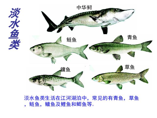 初二上册生物生物5.1.4鱼优秀获奖第9页