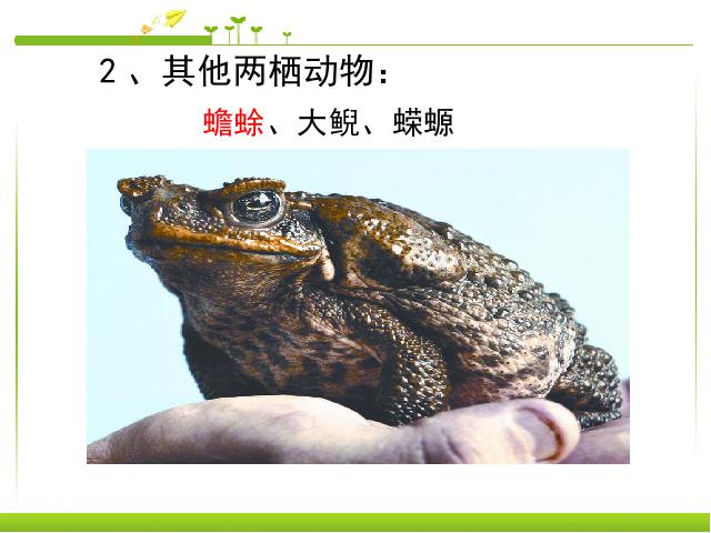 初二上册生物生物5.1.5两栖动物和爬行动物优质课第7页
