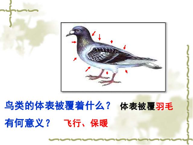 初二上册生物生物5.1.6鸟ppt原创课件（）第10页