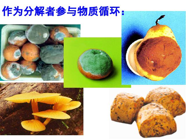 初二上册生物生物教研课ppt5.4.1细菌和真菌的分布课件第3页