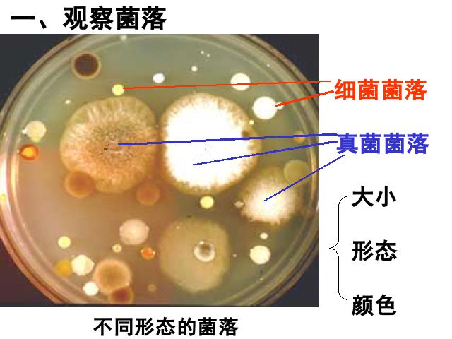 初二上册生物生物教研课ppt5.4.1细菌和真菌的分布课件第7页