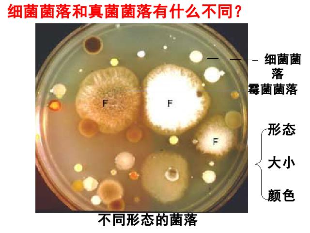 初二上册生物生物5.4.1细菌和真菌的分布教研课第5页