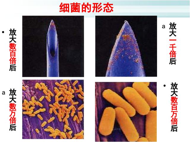 初二上册生物生物公开课ppt5.4.2细菌课件第4页