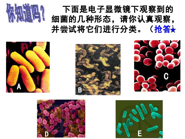 初二上册生物生物公开课ppt5.4.2细菌课件第6页