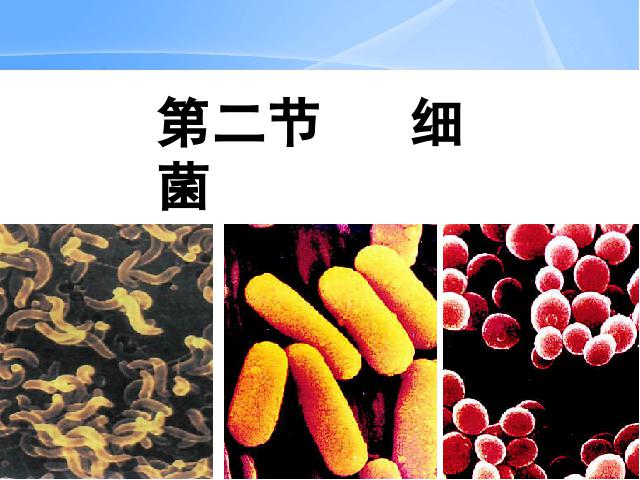 初二上册生物生物5.4.2细菌优质课ppt课件下载第1页
