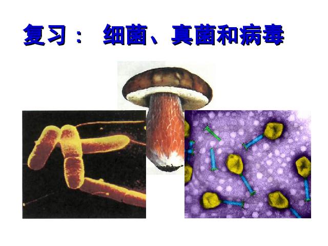 初二上册生物5.4.3真菌PPT教学自制课件(生物)第1页