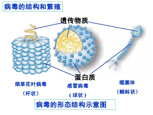 初二上册生物5.5病毒生物公开课第8页