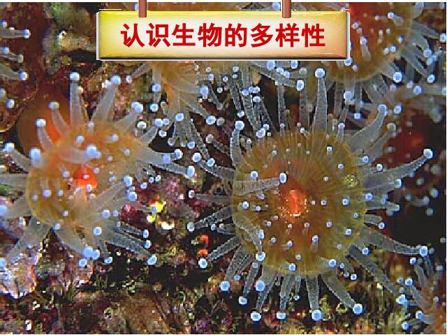 初二上册生物生物6.2认识生物的多样性ppt比赛获奖教学课件第1页