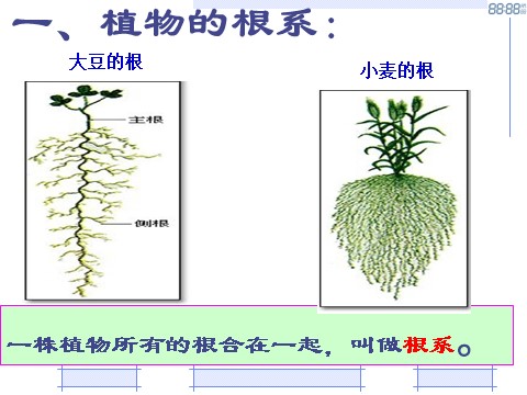 初二下册科学（教科版）八年级新浙教版科学4.3植物的根与物质吸收ppt课件第4页