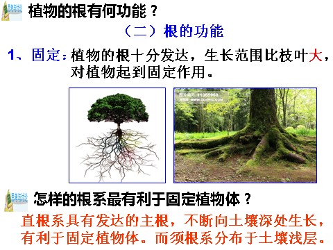 初二下册科学（教科版）浙教版八年级科学公开课4.3植物的根与物质吸收ppt课件第8页