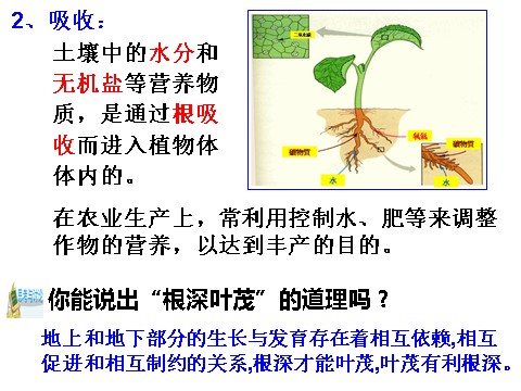初二下册科学（教科版）浙教版八年级科学公开课4.3植物的根与物质吸收ppt课件第9页