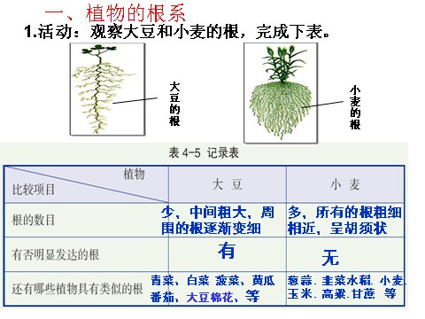 初二下册科学（教科版）新浙教版八年级科学精品4.3植物的根与物质吸收ppt课件第6页