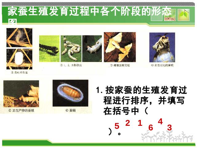 初二下册生物《7.1.2昆虫的生殖和发育》(生物)第8页