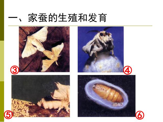 初二下册生物生物《7.1.2昆虫的生殖和发育》（）第6页
