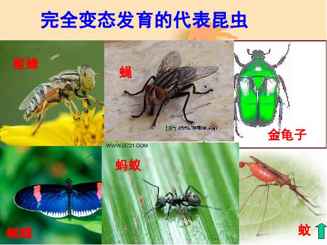 初二下册生物生物《7.1.2昆虫的生殖和发育》下载第10页