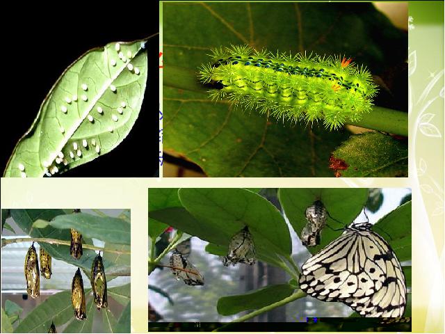 初二下册生物生物《7.1.2昆虫的生殖和发育》下载第3页