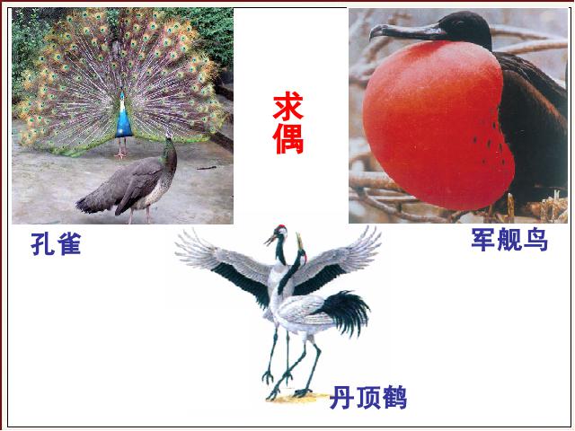 初二下册生物《7.1.4鸟的生殖和发育》第2页