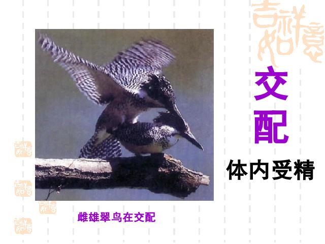 初二下册生物生物《7.1.4鸟的生殖和发育》第9页