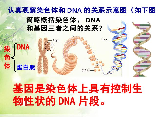 初二下册生物生物《7.2.2基因在亲子代间的传递》（）第10页