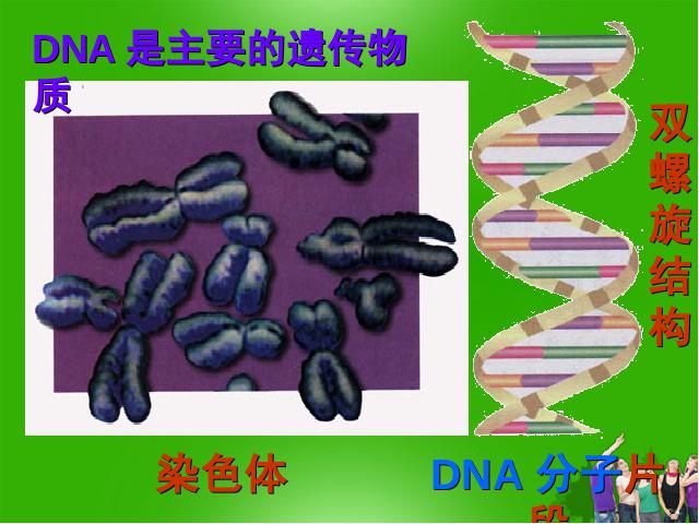 初二下册生物《7.2.2基因在亲子代间的传递》生物第10页