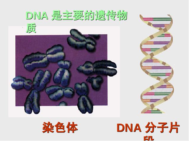 初二下册生物《7.2.2基因在亲子代间的传递》生物第9页