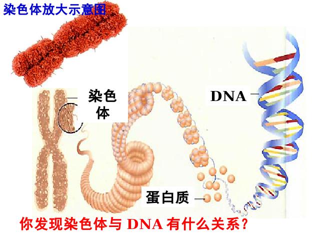 初二下册生物《7.2.2基因在亲子代间的传递》(生物)第6页