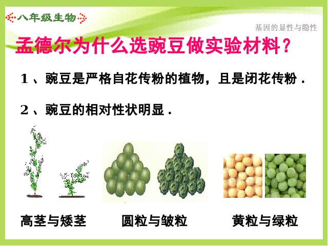 初二下册生物《7.2.3基因的显性和隐性》生物第5页