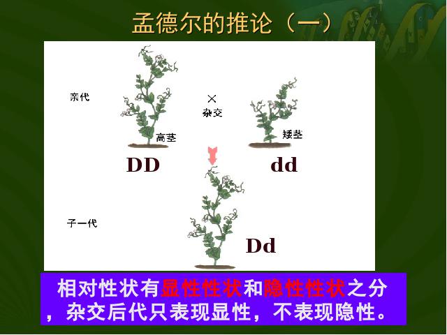 初二下册生物生物《7.2.3基因的显性和隐性》第7页