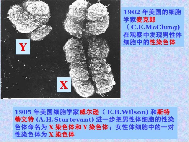 初二下册生物《7.2.4人的性别遗传》生物第5页