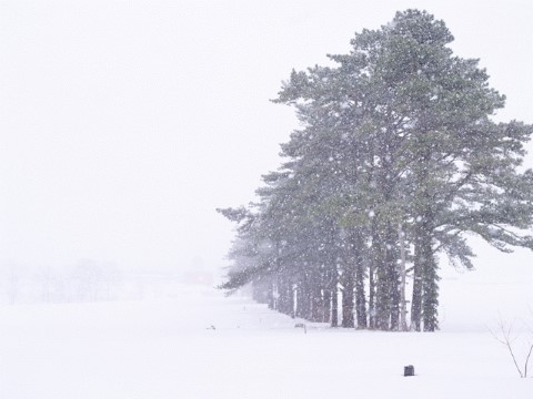 初三上册语文毛泽东《沁园春·雪》ppt课件（25页）第3页