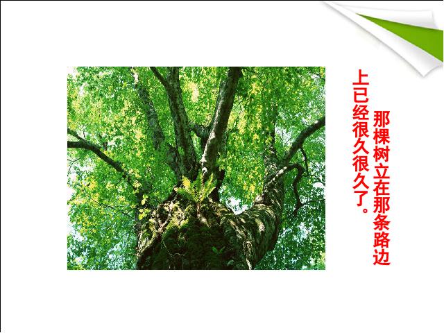 初三下册语文（旧人教版）初中语文第10课《那树》ppt课件下载第3页