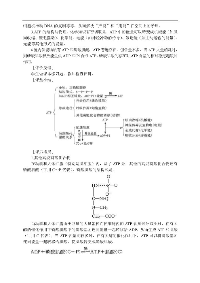 高中生物必修一人教高中生物必修1教案： 5.2 细胞的能量“通货”—ATP 1第3页