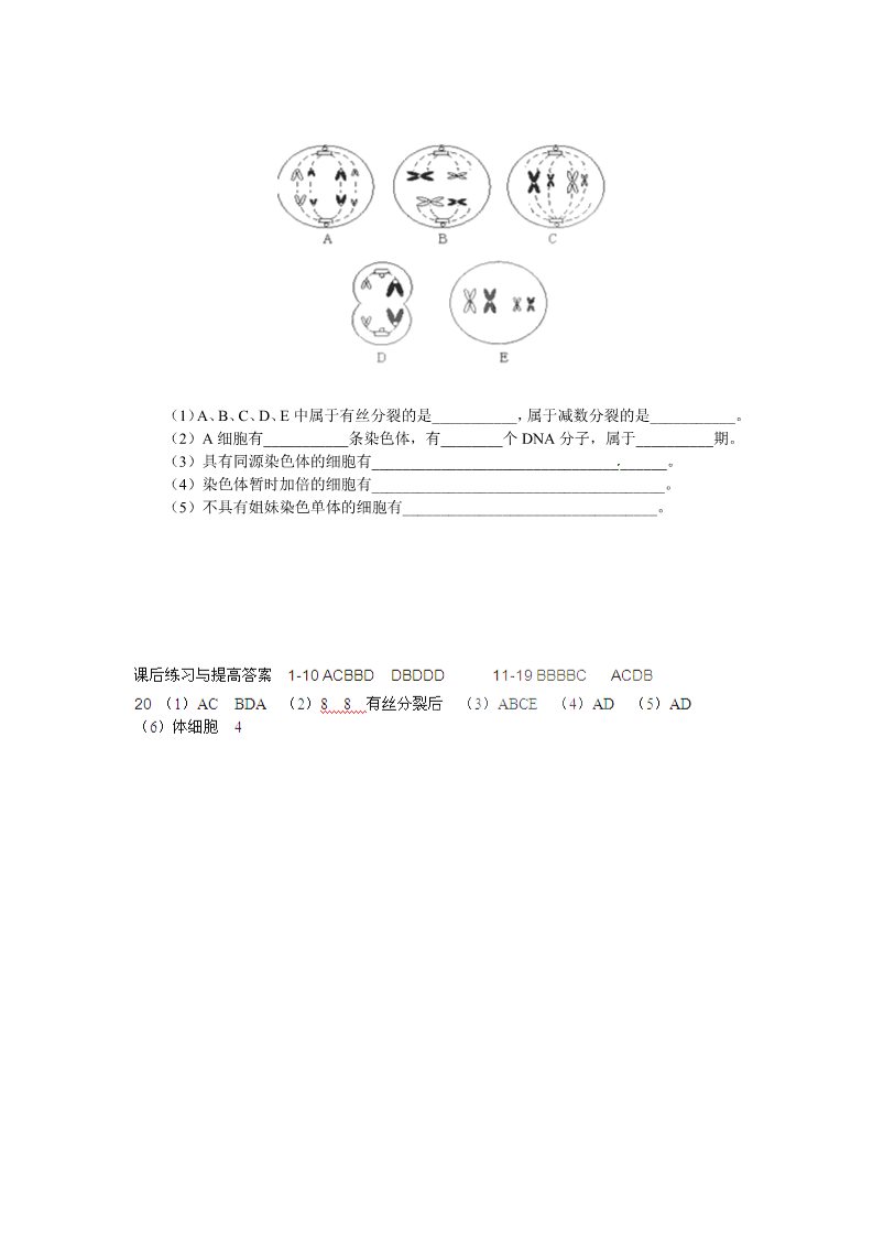 高中生物必修二必修二第二章第1节《减数分裂》导学案1第5页